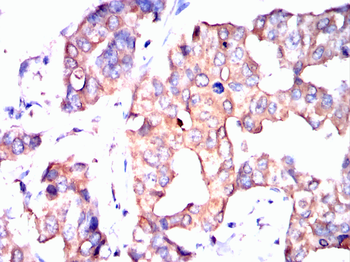 GPX1 Antibody