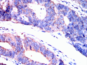 GPX1 Antibody