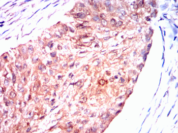 GPX1 Antibody