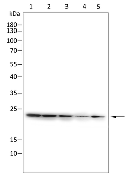 GPX1 Antibody
