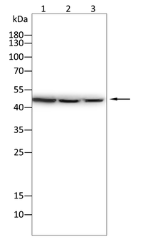 PGK1 Antibody