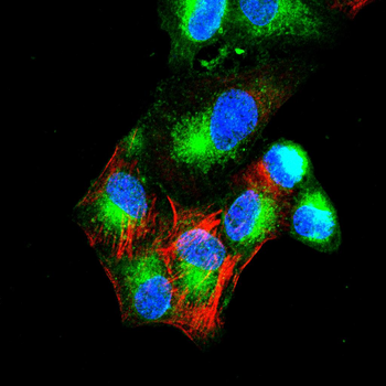 BRAF Antibody