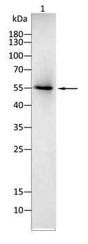 MMP11 Antibody