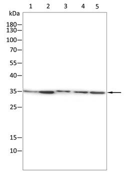 HSPB8 Antibody