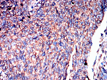 HPRT1 Antibody