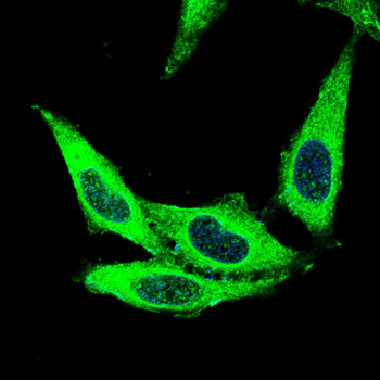 SNCA Antibody