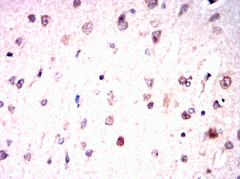 SNCA Antibody