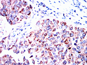 SNCA Antibody