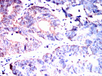 SNCA Antibody
