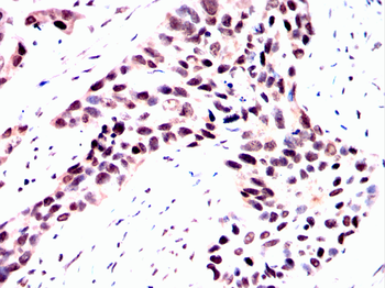 SNCA Antibody