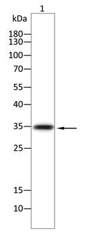 SNCA Antibody