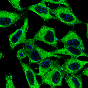PLIN1 Antibody