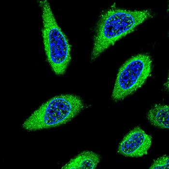 GSN Antibody