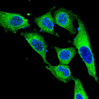 HTT Antibody