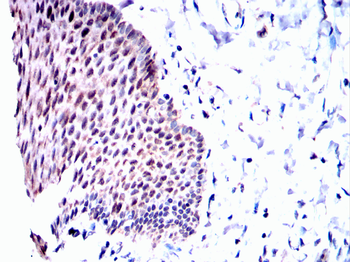 TOP1 Antibody