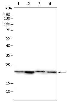 FTH1 Antibody
