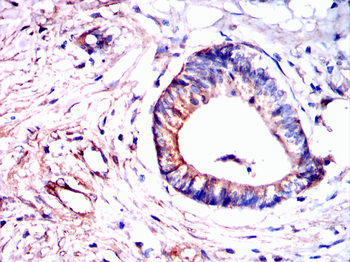 MYL2 Antibody