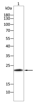MYL2 Antibody