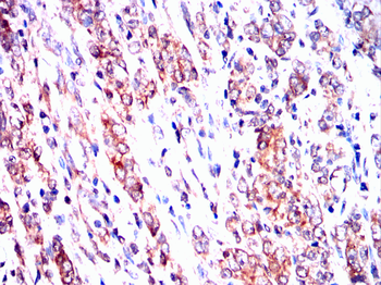 PRNP Antibody