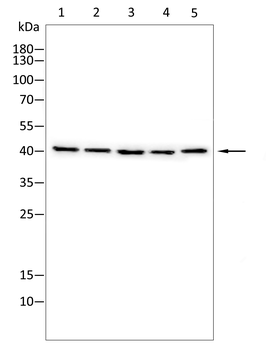 PRNP Antibody