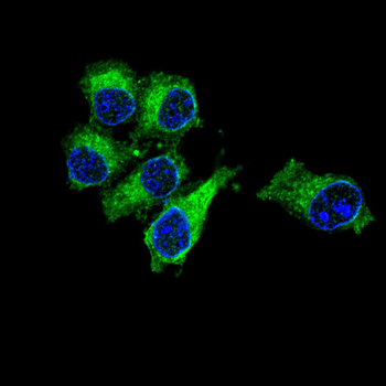 ISG15 Antibody