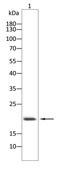 ISG15 Antibody