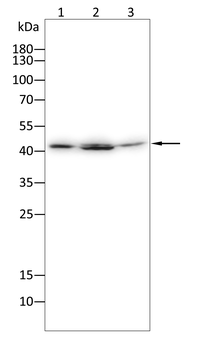 ADK Antibody