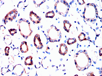 ELAVL1 Antibody