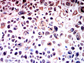 ELAVL1 Antibody