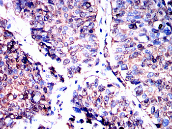 ELAVL1 Antibody