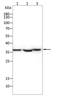 ELAVL1 Antibody