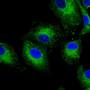 MKRN2 Antibody