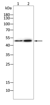 MKRN2 Antibody
