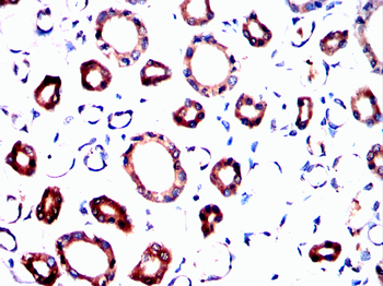 TERF2IP Antibody