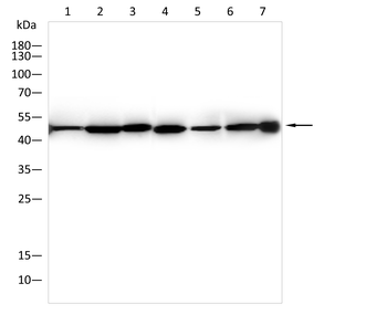 PLIN3 Antibody