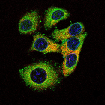 BBS4 Antibody