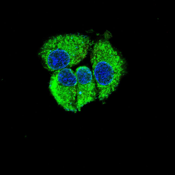 COQ8A Antibody