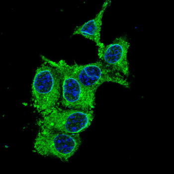 RAB5C Antibody