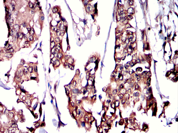 RAB5C Antibody