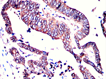 RAB5C Antibody