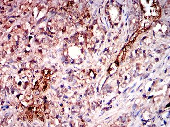 RAB5C Antibody