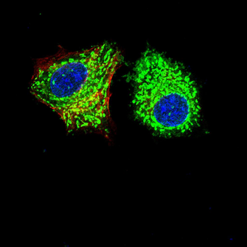 ACHE Antibody