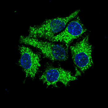 EEF1E1 Antibody
