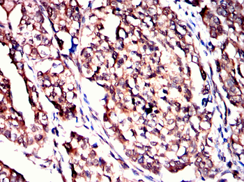 EEF1E1 Antibody