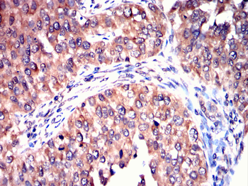 EEF1E1 Antibody