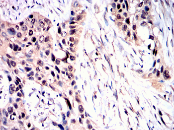 EEF1E1 Antibody
