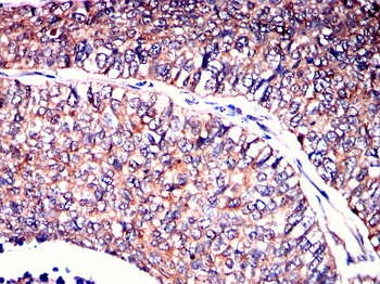 EEF1E1 Antibody