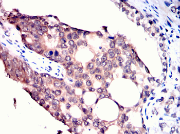 EEF1E1 Antibody