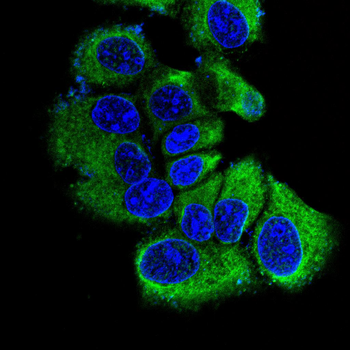 ACOX1 Antibody