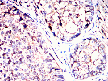 ACOX1 Antibody